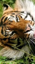 Lade kostenlos 320x480 Hintergrundbilder Tiere,Tigers für Handy oder Tablet herunter.