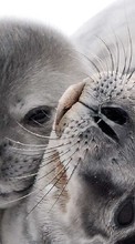 Lade kostenlos Hintergrundbilder Tiere,Seals für Handy oder Tablet herunter.