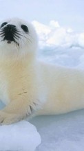 Lade kostenlos Hintergrundbilder Seals,Tiere für Handy oder Tablet herunter.