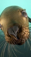Lade kostenlos Hintergrundbilder Seals,Tiere für Handy oder Tablet herunter.