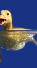 Lade kostenlos Hintergrundbilder Ducks,Tiere für Handy oder Tablet herunter.