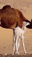 Lade kostenlos Hintergrundbilder Kamele,Tiere für Handy oder Tablet herunter.