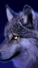 Lade kostenlos 720x1280 Hintergrundbilder Tiere,Wölfe für Handy oder Tablet herunter.