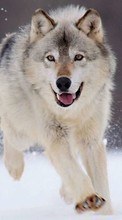 Lade kostenlos Hintergrundbilder Tiere,Wölfe für Handy oder Tablet herunter.