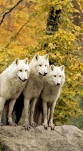 Lade kostenlos Hintergrundbilder Tiere,Wölfe für Handy oder Tablet herunter.