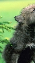 Tiere,Wölfe für HTC Smart