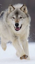 Lade kostenlos Hintergrundbilder Wölfe,Tiere für Handy oder Tablet herunter.