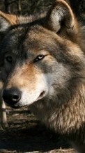 Wölfe,Tiere für HTC Touch