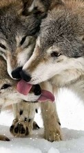 Wölfe,Tiere für Lenovo A7000