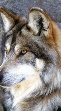 Lade kostenlos 240x400 Hintergrundbilder Tiere,Wölfe für Handy oder Tablet herunter.