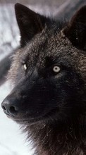 Lade kostenlos 320x480 Hintergrundbilder Tiere,Wölfe für Handy oder Tablet herunter.