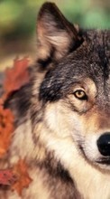 Lade kostenlos 128x160 Hintergrundbilder Tiere,Wölfe für Handy oder Tablet herunter.