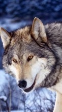 Lade kostenlos 480x800 Hintergrundbilder Tiere,Wölfe für Handy oder Tablet herunter.