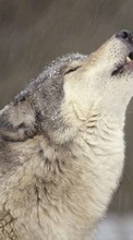 Lade kostenlos 720x1280 Hintergrundbilder Tiere,Wölfe für Handy oder Tablet herunter.