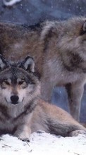 Tiere,Wölfe,Winterreifen für HTC Desire 510