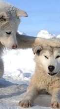 Lade kostenlos Hintergrundbilder Wölfe,Tiere,Winterreifen für Handy oder Tablet herunter.