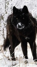 Lade kostenlos Hintergrundbilder Tiere,Wölfe,Winterreifen für Handy oder Tablet herunter.
