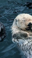 Lade kostenlos Hintergrundbilder Tiere,Otters für Handy oder Tablet herunter.
