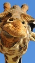 Lade kostenlos 320x480 Hintergrundbilder Humor,Tiere,Giraffen für Handy oder Tablet herunter.