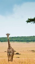 Tiere,Giraffen für Sony Xperia SP