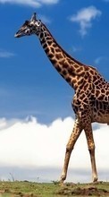 Lade kostenlos Hintergrundbilder Tiere,Giraffen für Handy oder Tablet herunter.