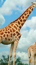 Giraffen,Tiere für LG G Pad 8.0 V490