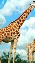 Giraffen,Tiere für Lenovo A316i