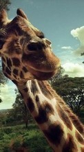 Lade kostenlos Hintergrundbilder Giraffen,Tiere für Handy oder Tablet herunter.