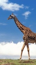 Lade kostenlos Hintergrundbilder Tiere,Giraffen für Handy oder Tablet herunter.