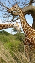 Lade kostenlos Hintergrundbilder Giraffen,Tiere für Handy oder Tablet herunter.