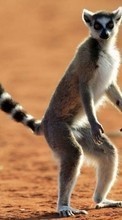 Lade kostenlos Hintergrundbilder Tiere,Lemuren für Handy oder Tablet herunter.