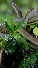 Lade kostenlos Hintergrundbilder Tiere,Snakes für Handy oder Tablet herunter.