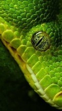 Lade kostenlos 320x240 Hintergrundbilder Tiere,Snakes für Handy oder Tablet herunter.