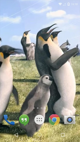 Kostenlos Live Wallpaper Arktischer Pinguin  für Android Smartphones und Tablets downloaden.