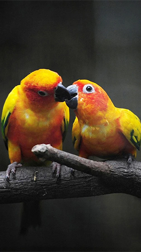 Download Tiere Live Wallpaper Vögel  für Android kostenlos.