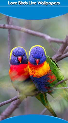 Download Tiere Live Wallpaper Verliebte Vögel  für Android kostenlos.