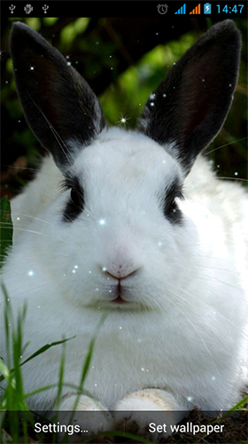 Download Tiere Live Wallpaper Kaninchen  für Android kostenlos.