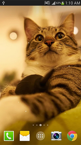 Download Tiere Live Wallpaper Katze  für Android kostenlos.