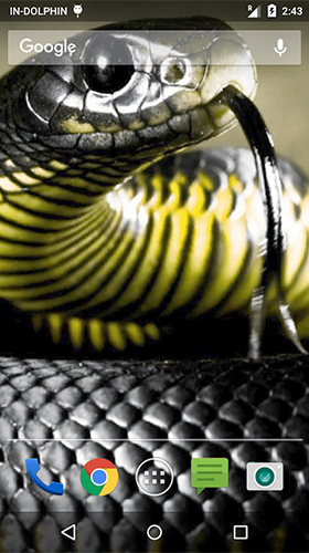 Download Tiere Live Wallpaper Angreifende Kobra  für Android kostenlos.