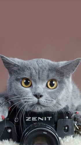 Download Interaktiv Live Wallpaper Süße Katze  für Android kostenlos.