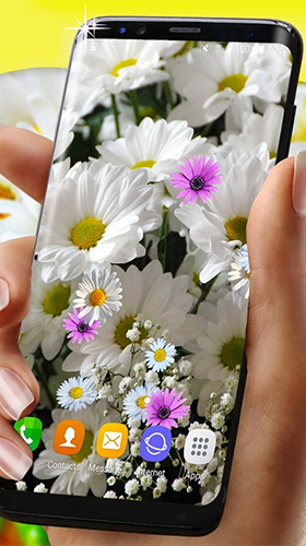 Download Blumen Live Wallpaper Gänseblümchen HQ  für Android kostenlos.