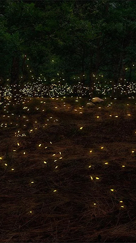 Download Landschaft Live Wallpaper Glühwürmchen  für Android kostenlos.