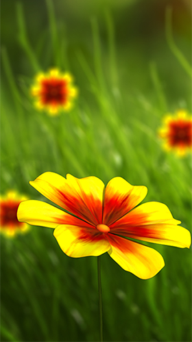 Blumen bilder kostenlos downloaden