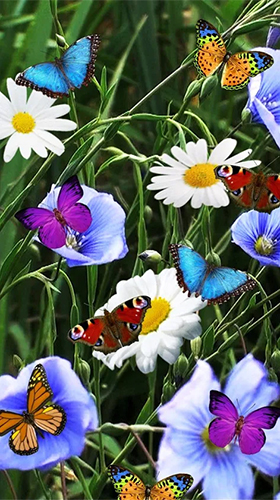 Download Blumen Live Wallpaper Blumen  für Android kostenlos.