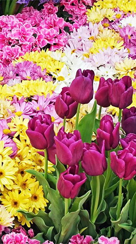 Download Hintergrund Live Wallpaper Gartenblumen  für Android kostenlos.
