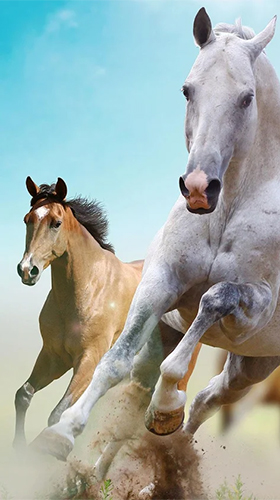 Download Tiere Live Wallpaper Pferd  für Android kostenlos.