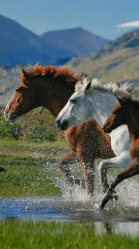 Download Tiere Live Wallpaper Pferde  für Android kostenlos.