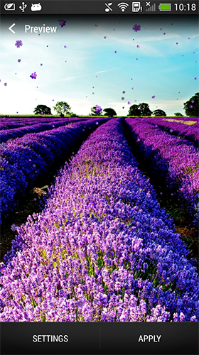 Download Landschaft Live Wallpaper Lavendel  für Android kostenlos.
