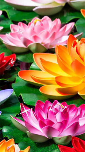 Download Blumen Live Wallpaper Lotus  für Android kostenlos.