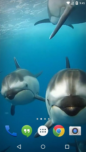Kostenlos Live Wallpaper Ozean 3D: Delphin  für Android Smartphones und Tablets downloaden.